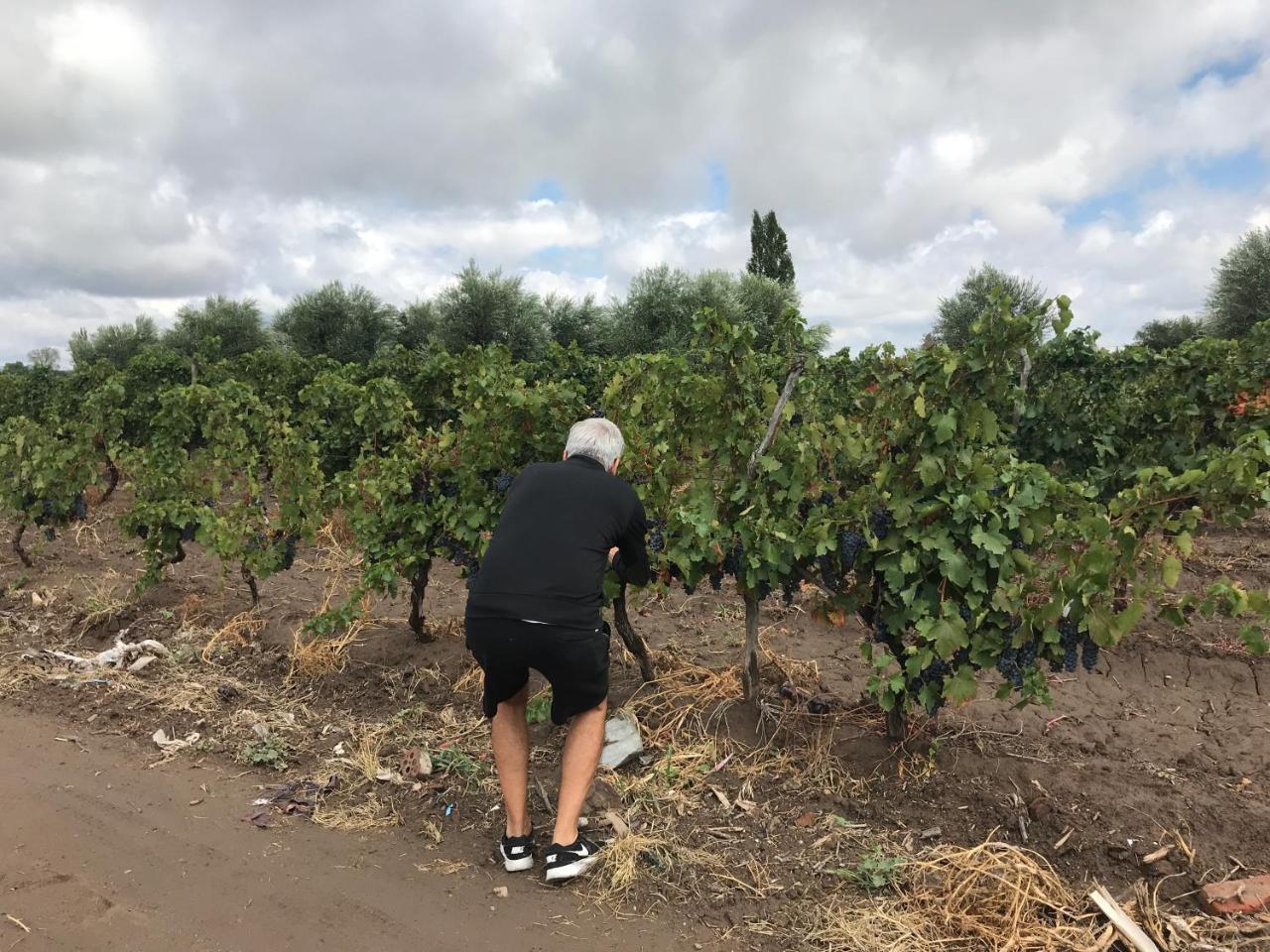 Sangiovese Cabanas Villa San Rafael  Eksteriør bilde