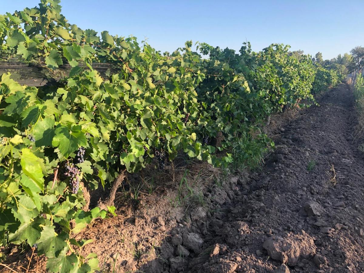 Sangiovese Cabanas Villa San Rafael  Eksteriør bilde